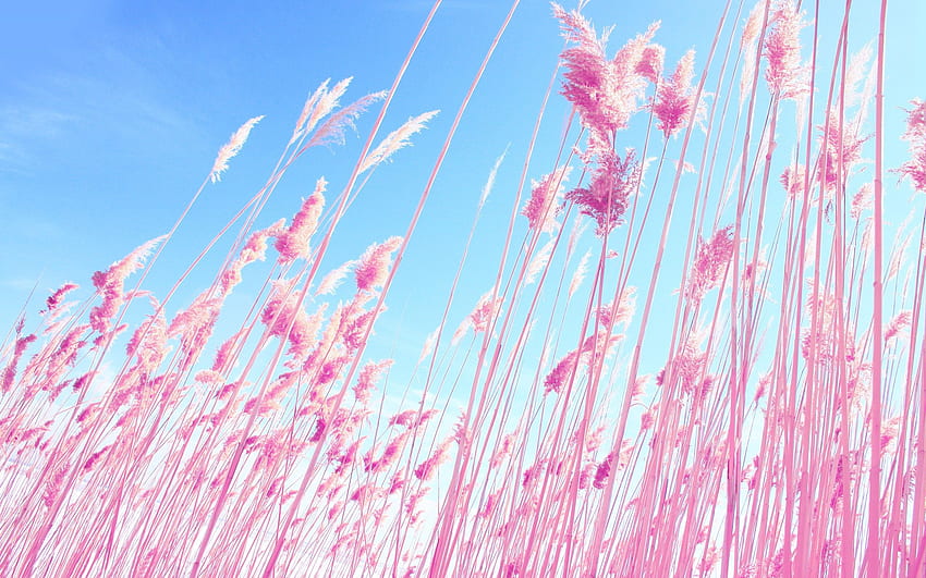 Nature pink backgrounds high HD wallpapers | Pxfuel
