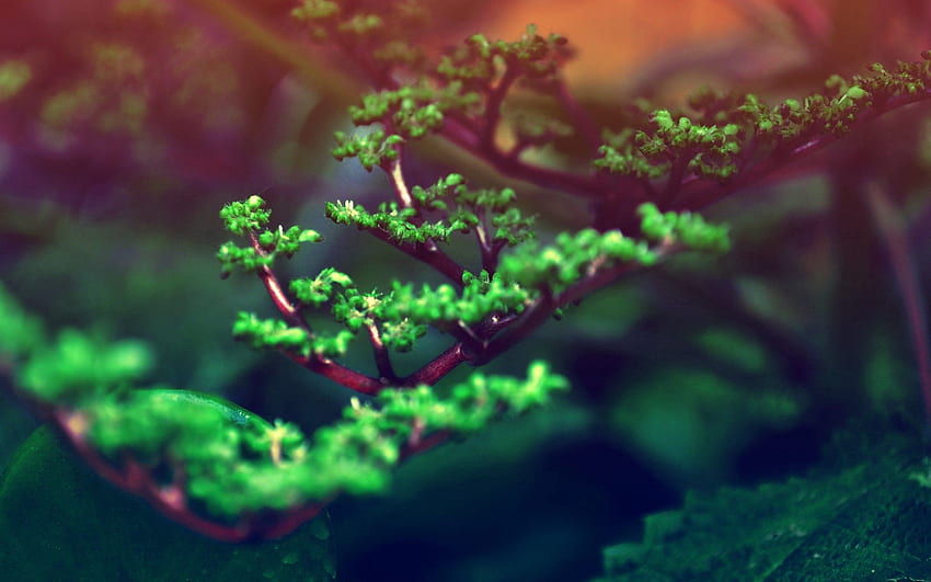 Gras, Blätter, Pflanze, Makro, Blendung, Zweig HD-Hintergrundbild
