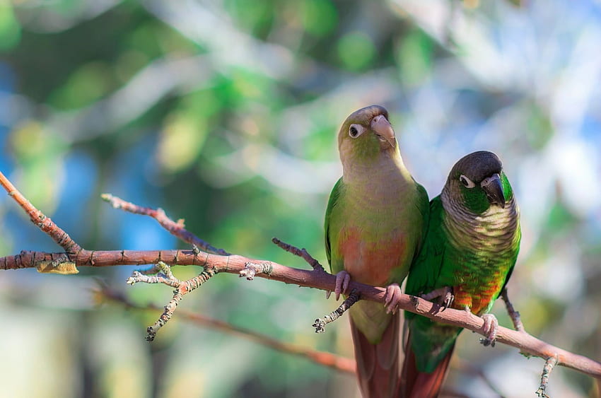Focus graphy Of 2 Green Cheeked Conures Perching On Tree HD wallpaper