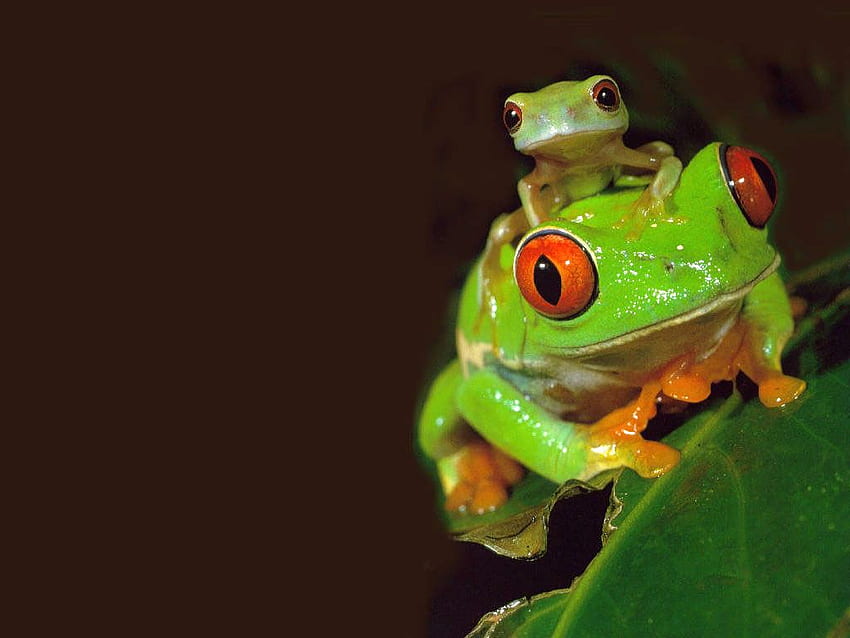 Funny Cute Little Frogs. Frog , Frog , Wild animals, Green Tree Frog HD wallpaper