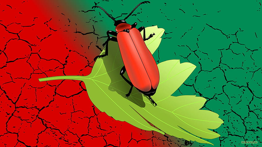 Escarabajo verde rojo - Barbara's fondo de pantalla