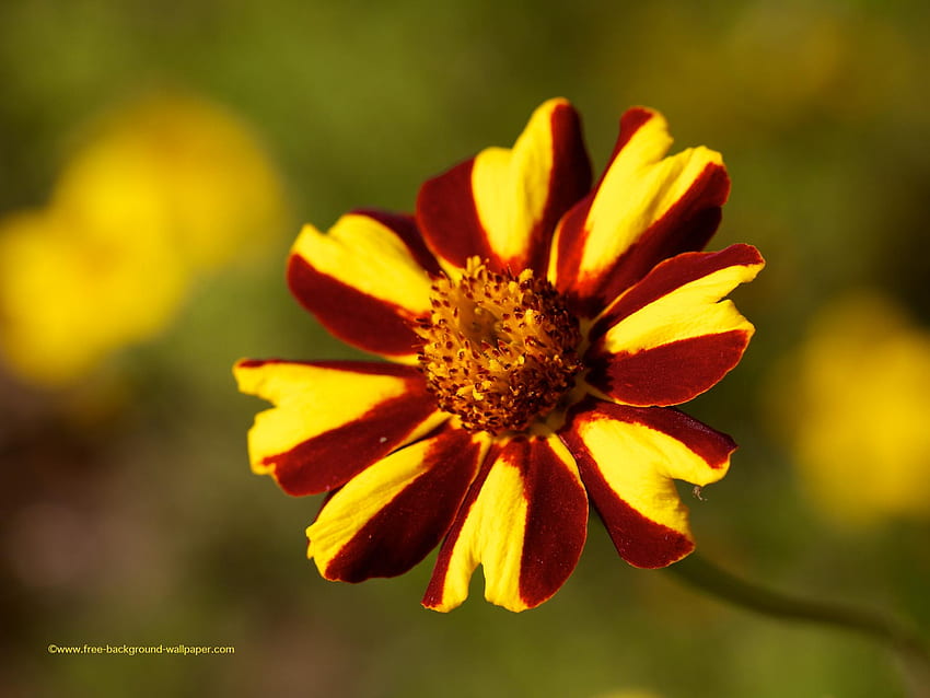 Deep red and yellow flower Flower, Red and Yellow Flowers HD wallpaper