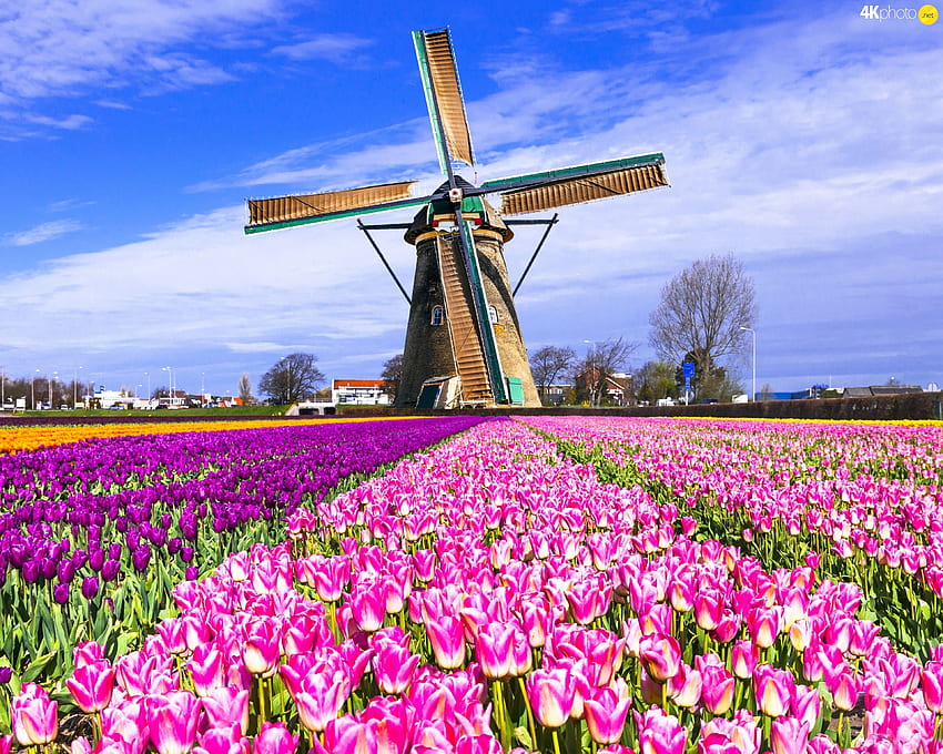tulips, Netherlands, Field, Windmill, Holland Tulips HD wallpaper