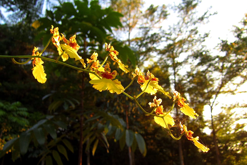 Dancing Lady Orchids, latający kingdee, orchidea, taniec, żółty Tapeta HD