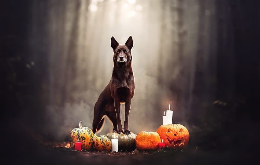 background, dog, Halloween for , section праздники, Cute Halloween Puppy HD wallpaper