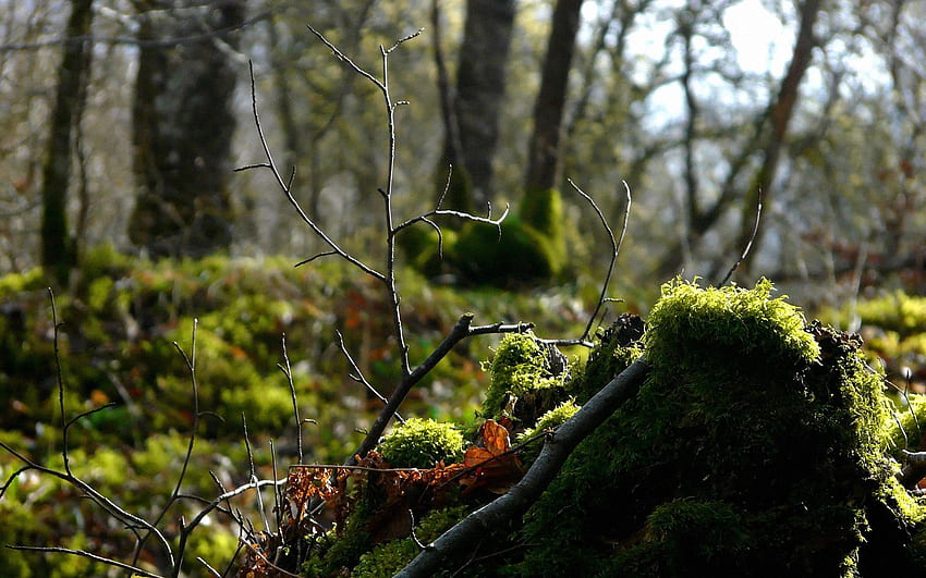Natur, Wald, Ast, Moos HD-Hintergrundbild