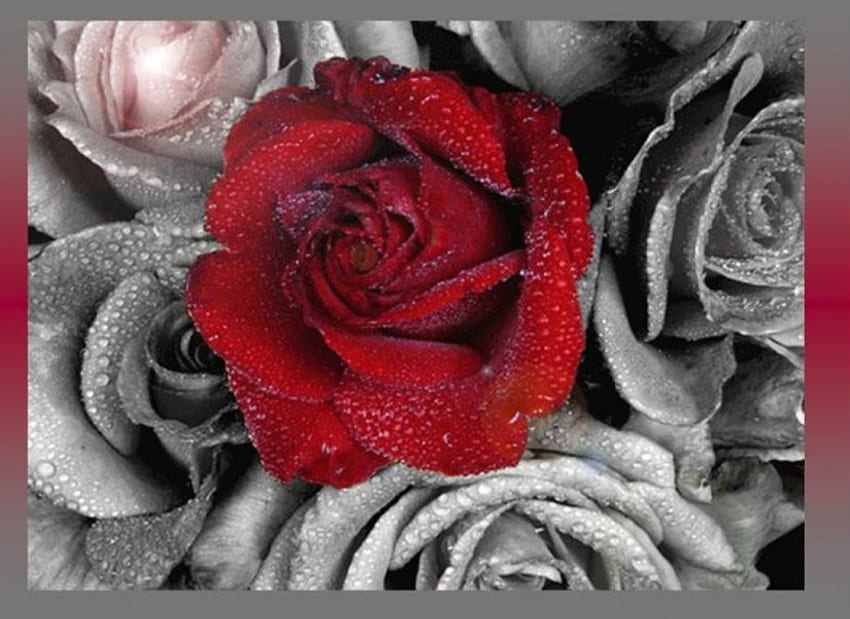 Jedna czerwona róża, różowa róża, czerwona róża, sztuka, szare róże Tapeta HD