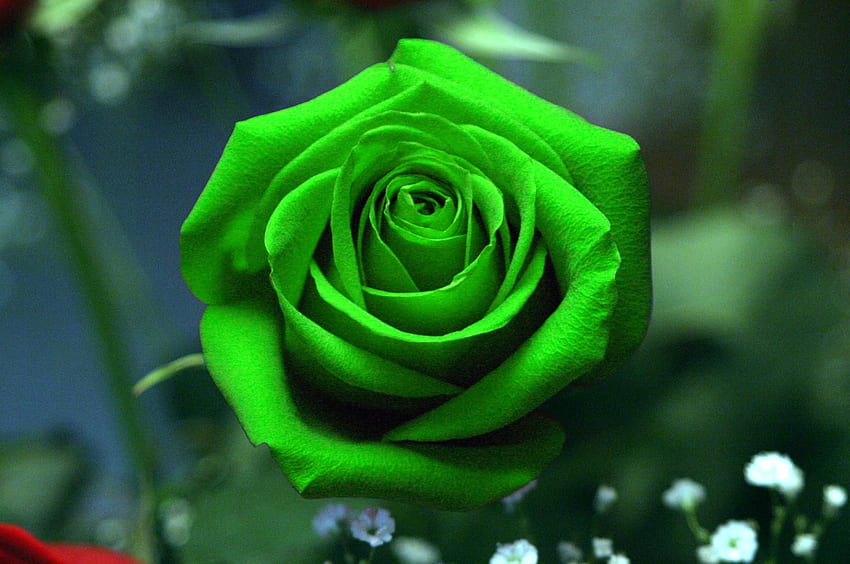 Single Green Rose . Green rose, Rose color meanings, Green Roses HD wallpaper