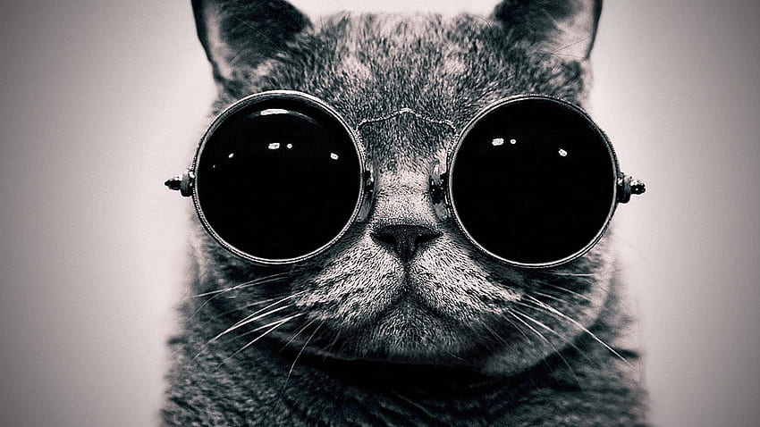 Cat Funny, trippy, hippie, sunglasses, animals HD wallpaper