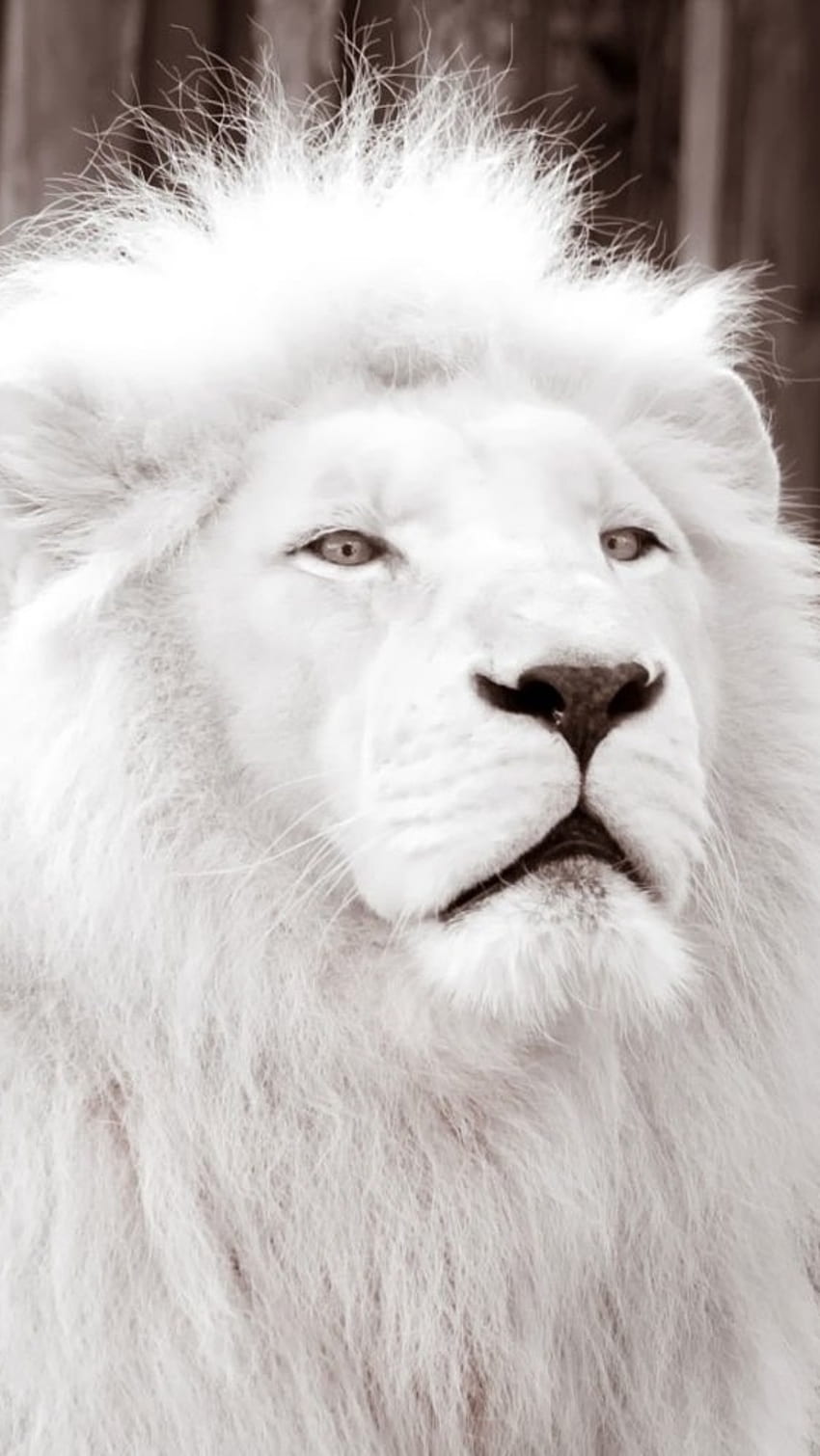 White Lion, Forest King, lion HD phone wallpaper | Pxfuel