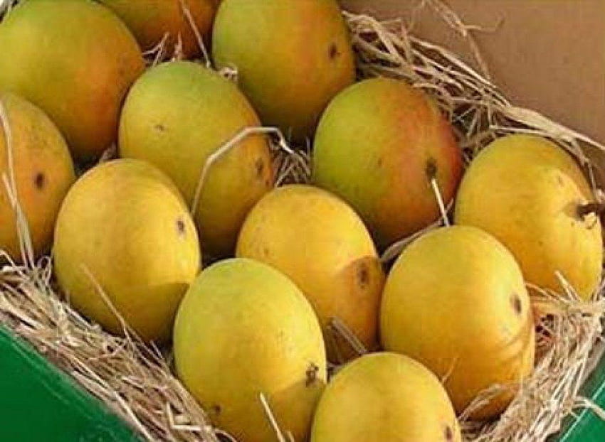 Alphonso Mango, Fruit Mango HD wallpaper