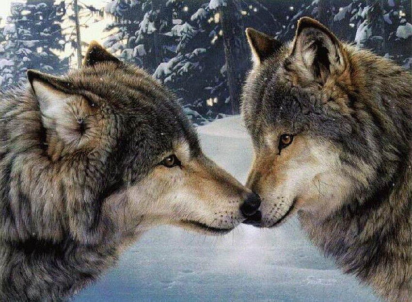 Bacio del lupo, animale, fauna selvatica, pittura, arte, bacio, lupo Sfondo HD