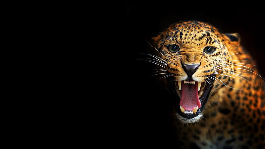 Ghepardo nero, ghepardo fantastico Sfondo HD