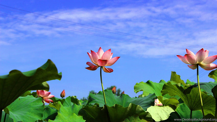 Hoa sen là biểu tượng của sự hiền hòa và thanh tịnh trong văn hoá Việt Nam. Hãy nhìn vào bức ảnh này và cảm nhận sự thanh tịnh và thanh nhã của hoa sen. Màu trắng tinh khôi cùng với hương thơm dịu nhẹ sẽ khiến bạn bình an và tĩnh tâm hơn.