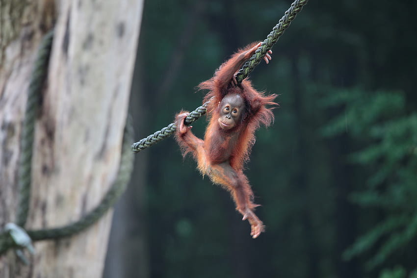 Orangutan, Baby Orangutan HD wallpaper