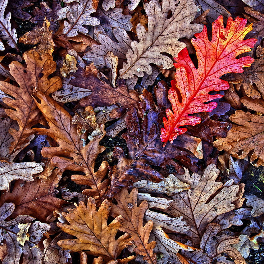 Oak Leaves, Fall, Autumn HD phone wallpaper