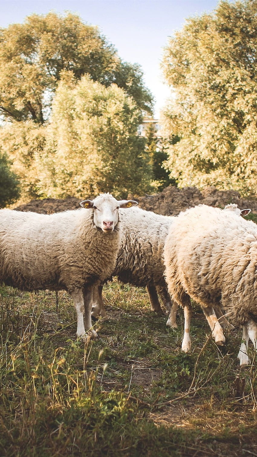羊、羊毛、草、木 IPhone 8 7 6 6S Plus、背景、、 HD電話の壁紙