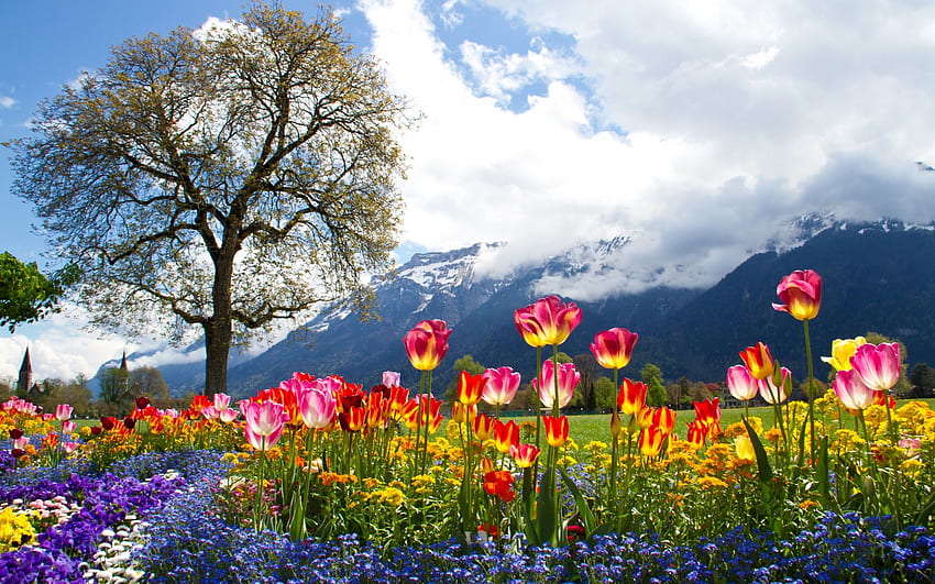 Blumen, Tulpen, Gänseblümchen, Petunien, Berge, Alpen, Baum HD-Hintergrundbild