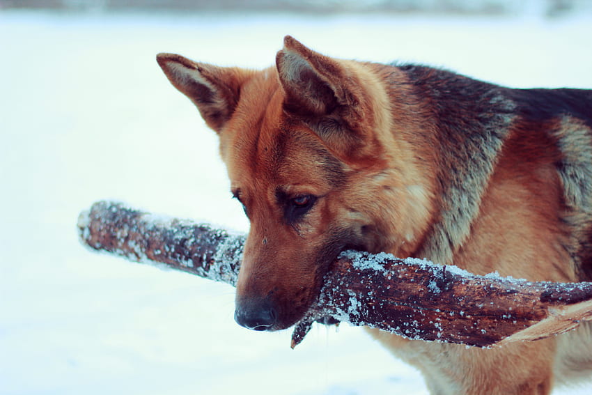 Animals, Snow, Dog, German Shepherd, Aport HD wallpaper