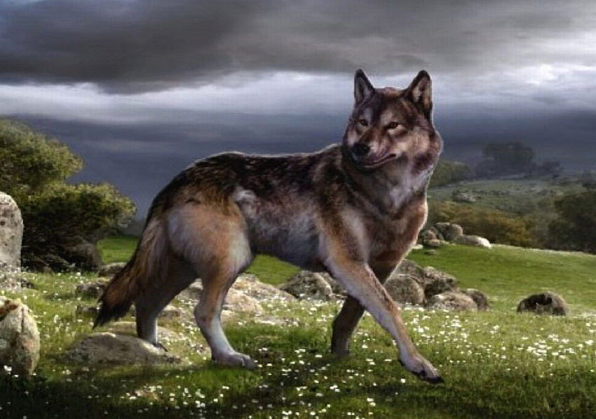 Dire wolf, carnivora, canidae, Canis dirus HD wallpaper