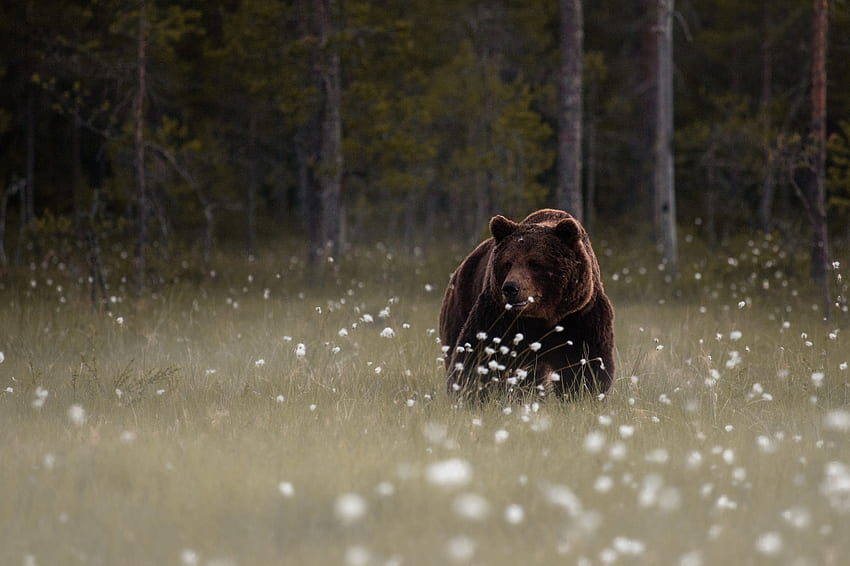 forest, Meadow, Flowers, Teddy, Bear, Brown / and Mobile Background HD wallpaper