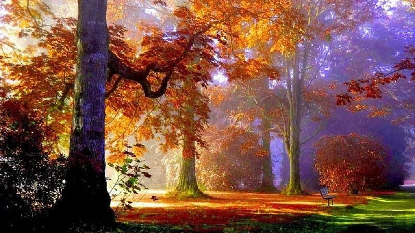 Warna Musim Gugur, lampu, pohon, warna, musim gugur, alam, hutan Wallpaper HD