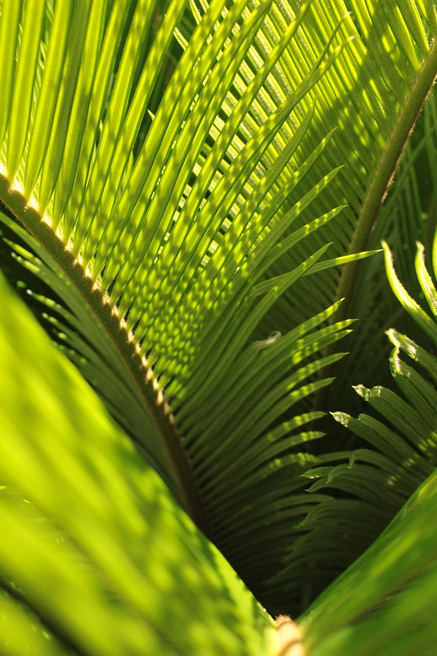 緑のココナッツの木の葉 - 緑、ココナッツの葉 HD電話の壁紙