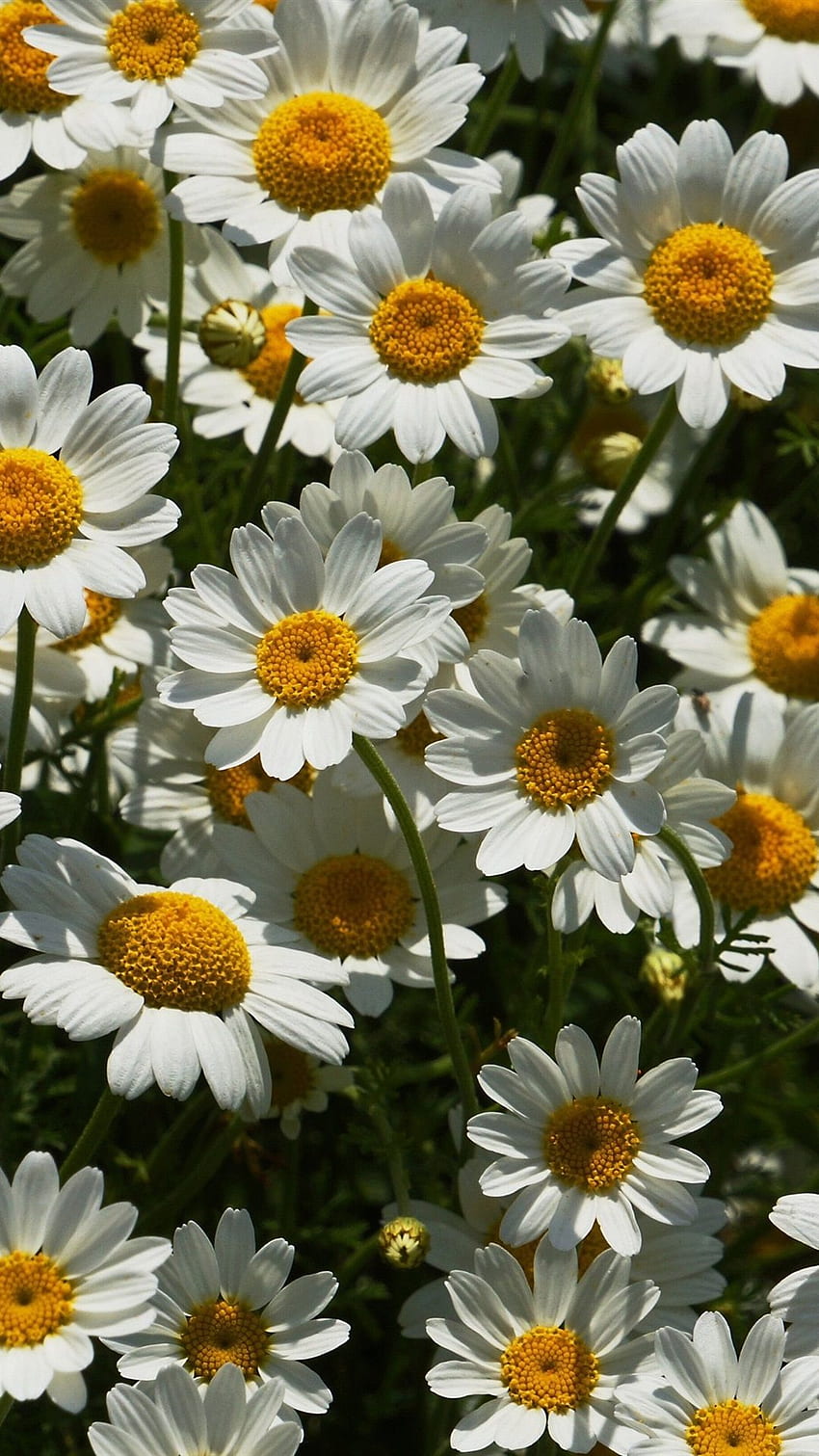 A Lot Of White Chamomile Flowers IPhone 8 7 6 6S Plus , Background HD phone wallpaper