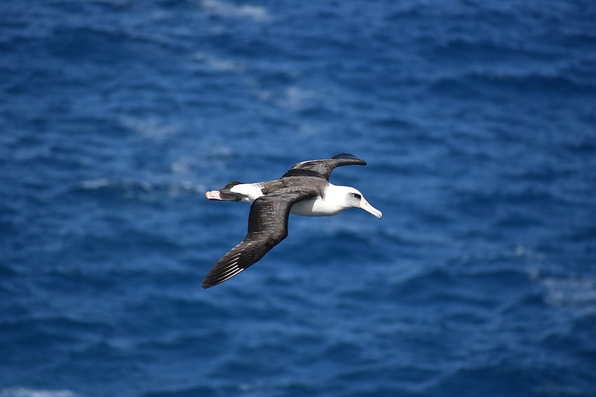 of Albatross, bird, birding, flying, nature - from HD wallpaper