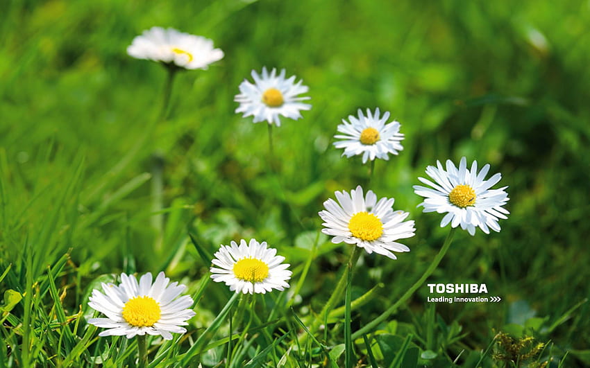 Toshiba: todos los antecedentes superiores de Toshiba, Toshiba Nature fondo de pantalla