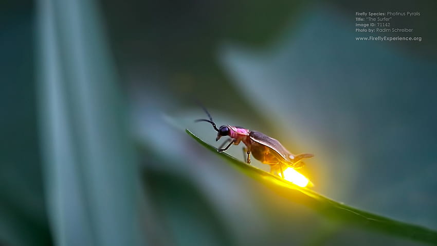 Glühwürmchen-Hintergrund, Glühwürmchen-Insekt HD-Hintergrundbild
