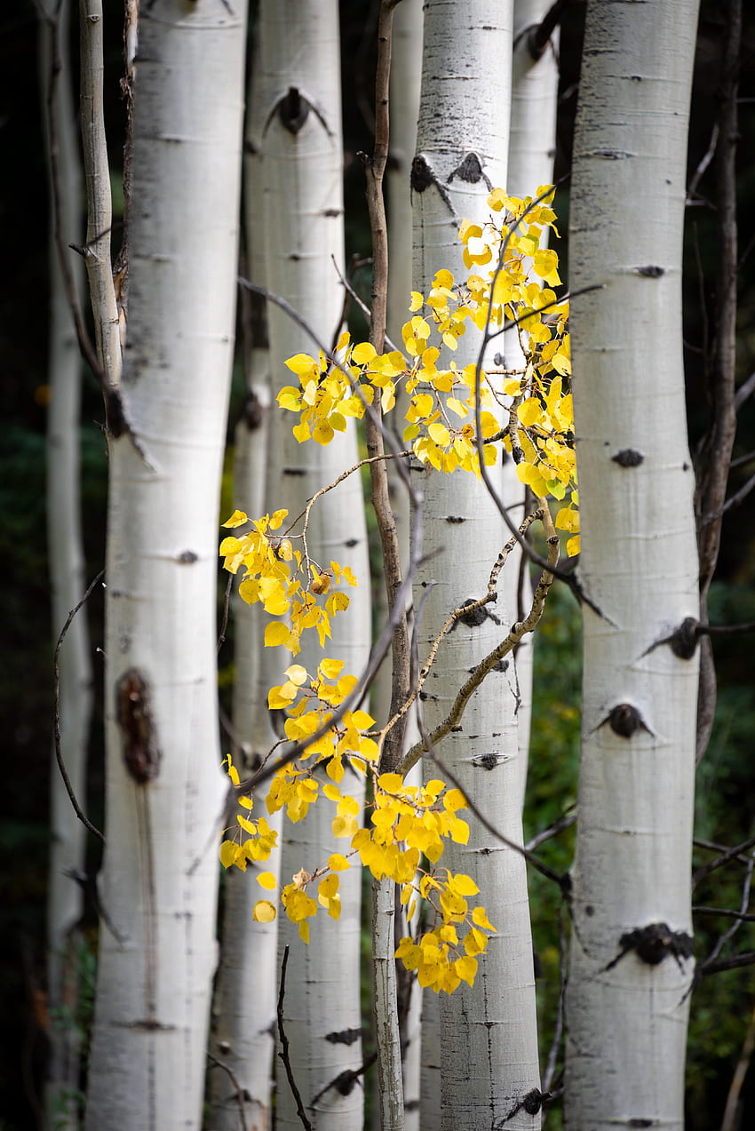 Nature, Trees, Leaves, Birches, Branches HD phone wallpaper