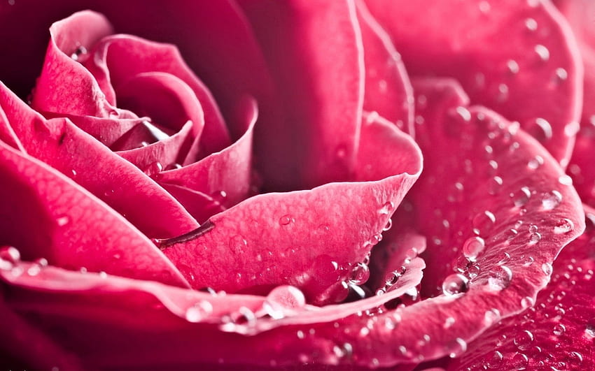 różowy, kwiat, makro, kwiat róży, róża, płatki Tapeta HD