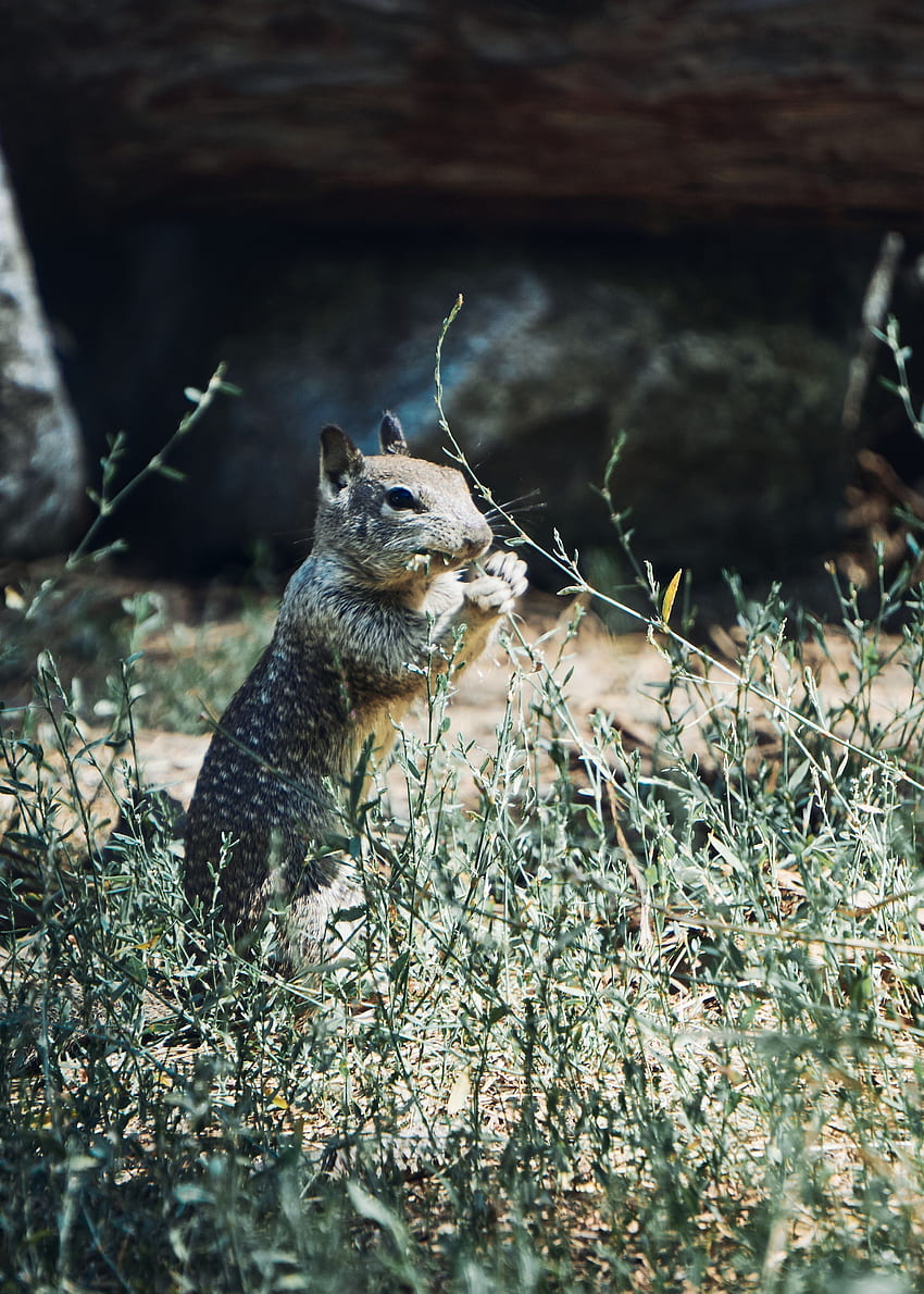 Animals, Squirrel, Grass, Wildlife, Animal, Rodent HD phone wallpaper