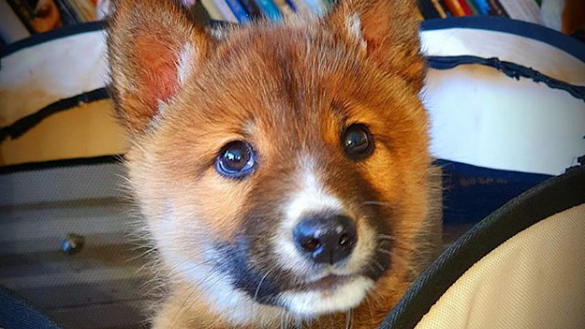 Bezpański szczeniak to dingo: test DNA ujawnia, że ​​szczenię na podwórku jest naprawdę zagrożonym gatunkiem - The Washington Post Tapeta HD