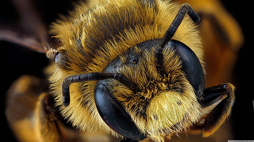 Andrena Rudbeckiae Bee Macro graphy ❤, Ultra Macro Wallpaper HD