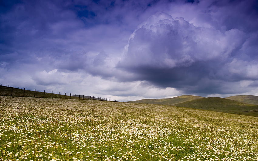 Nature, Flowers, Sky, Clouds, Greens, Field, Fence, Plain, Meadow, Pasture HD wallpaper