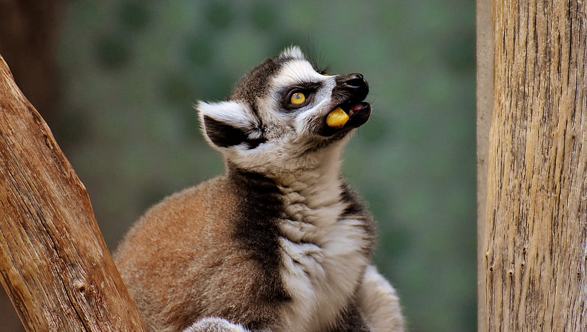 Lemur, Tier, Nahrung, Baum HD-Hintergrundbild