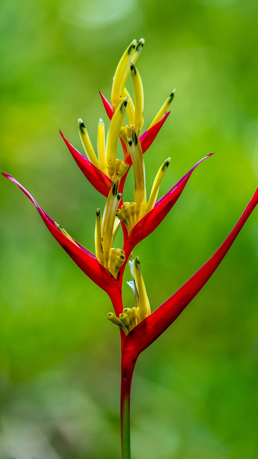 For 5 Inch Screen Android Phones With Heliconia Flower . . High Resolution HD phone wallpaper
