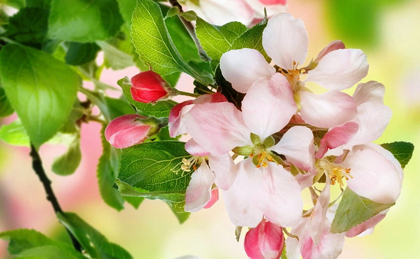 Красиви пролетни цветя, бели, пъпки, красиви, пролетни, розови, листа, цветя, природа, прекрасни HD тапет
