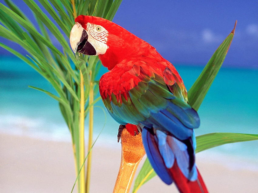 5000 Free Parrot  Bird Images  Pixabay