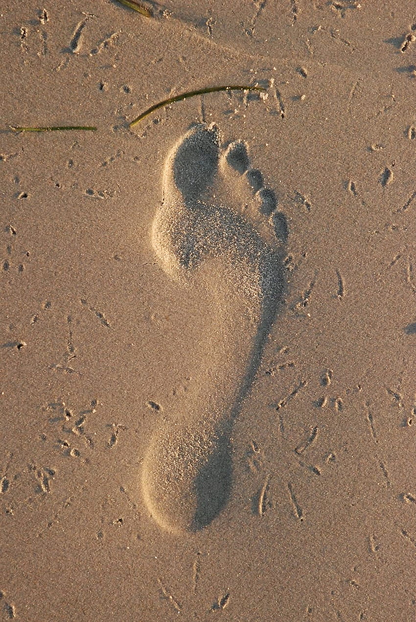: footprint, sand, beach, coast, step, walk, first steps, footprints, Footprints In The Sand HD phone wallpaper