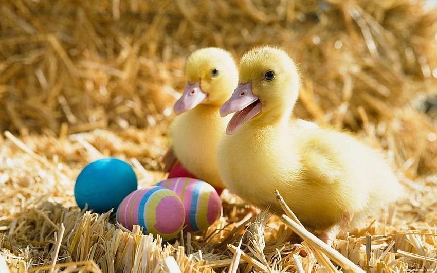 Animals, Duck, Ducklings, Easter Eggs HD wallpaper