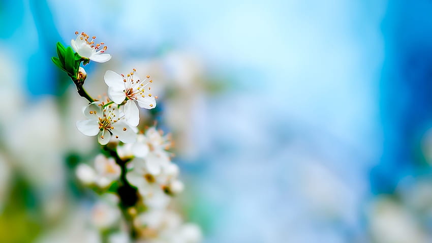 White apple blossoms Q Background HD wallpaper