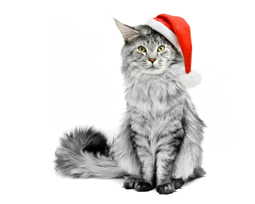 メリー クリスマス!、動物、白、craciun、猫、メインクーン、pisica、funni、クリスマス、赤、カード、サンタ、帽子 高画質の壁紙