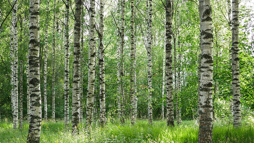 พุ่มไม้ หญ้า ไม้เรียว ป่า ต้นไม้ ลำต้น ธรรมชาติ ภูมิทัศน์ สาขาธรรมชาติ วอลล์เปเปอร์ HD