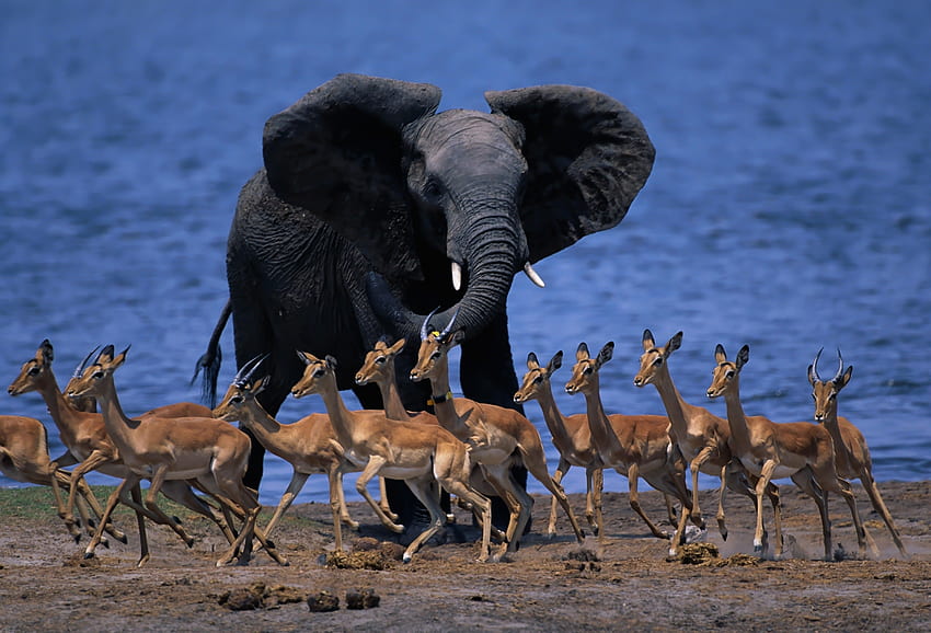 Animals, Run, Run Away, Elephant, Fauna Of Africa, Animal World Of Africa, Dukers, Dukes, Pygmy Antelopes, Dwarf Antelopes HD wallpaper