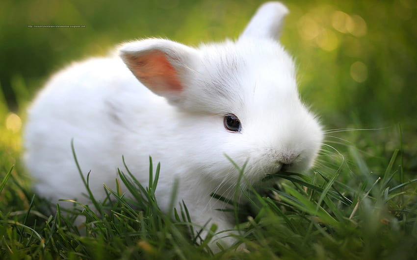 Kelinci Cantik untuk Situs Web Anda di Animal Society, Cute Bunny Wallpaper HD