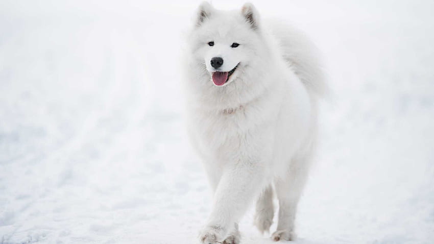 Samoyed White Dog Is Walking On Snow In White Background Dog HD wallpaper