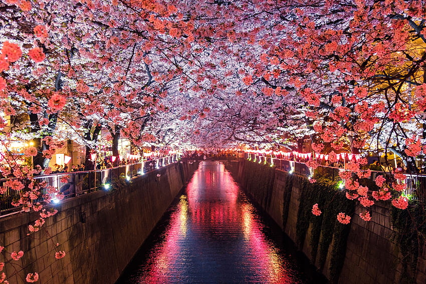 Arbres de fleurs de cerisier couvrant le canal de la rivière Sony Xperia X, XZ, Z5 Premium , , Arrière-plan et Nuit des fleurs de cerisier Fond d'écran HD